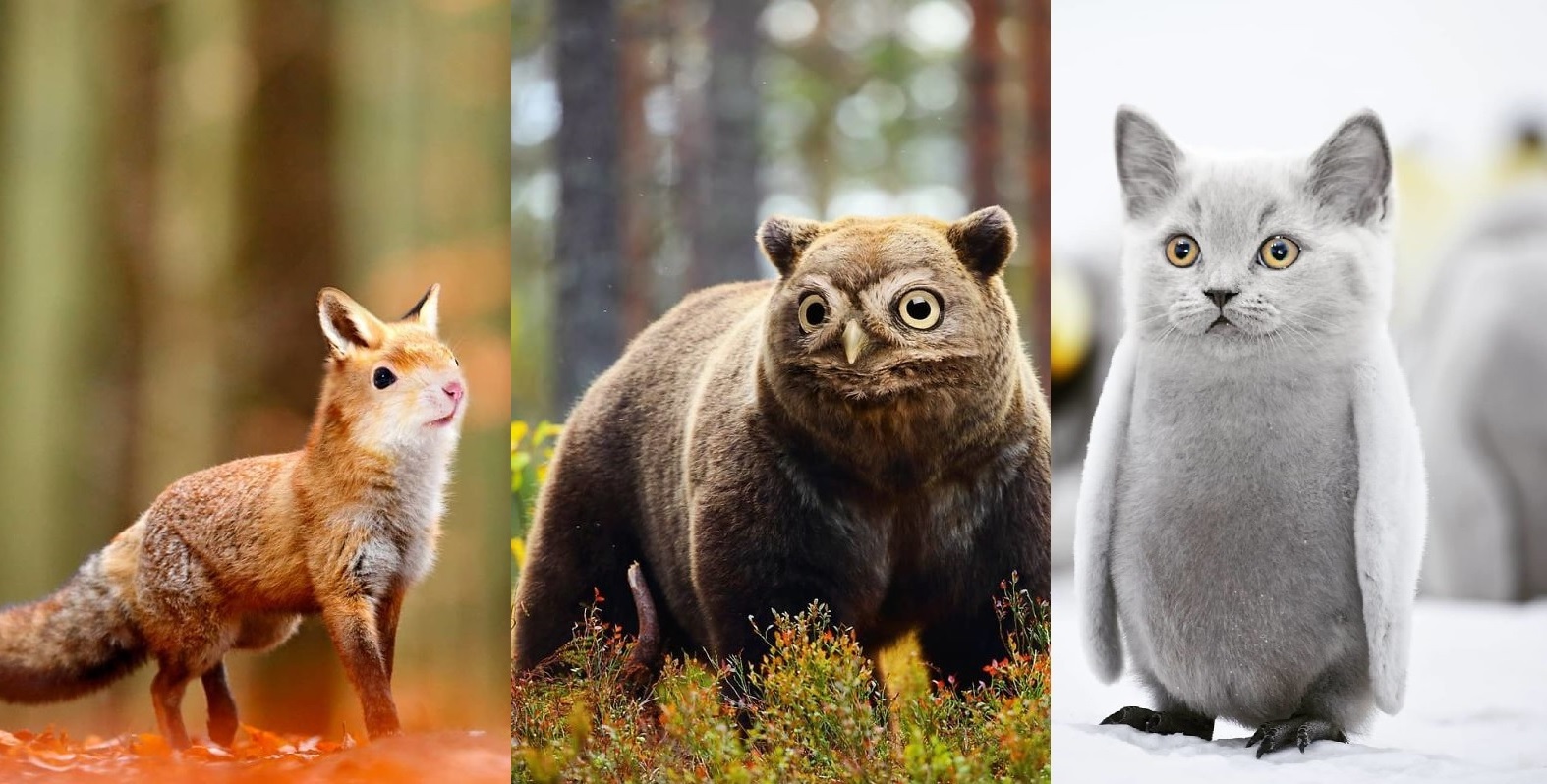 LOL! This Artist's Imaginary Hybrid-Animals Will Make Your Day!