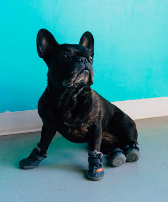 Sobrio Nosotros mismos esculpir PHOTOS: Your Dog Can Be a Hypebeast With These Yeezy-Inspired Sneakers