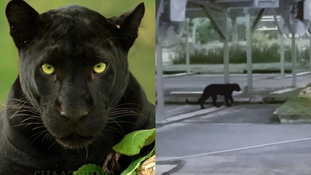 A Black Panther Was Spotted in the Parking Lot of UiTM Kuala Pilah