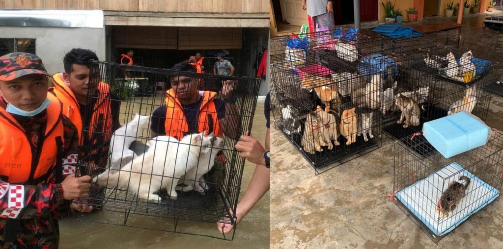 Firemen Endure 500-Metre-High Floodwaters to Save 40 Stranded Cats in ...