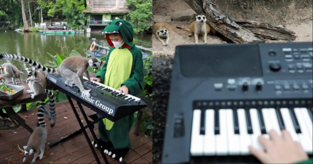 11y-o-thai-girl-plays-keyboard-for-animals-in-zoo-to-overcome-her-stage