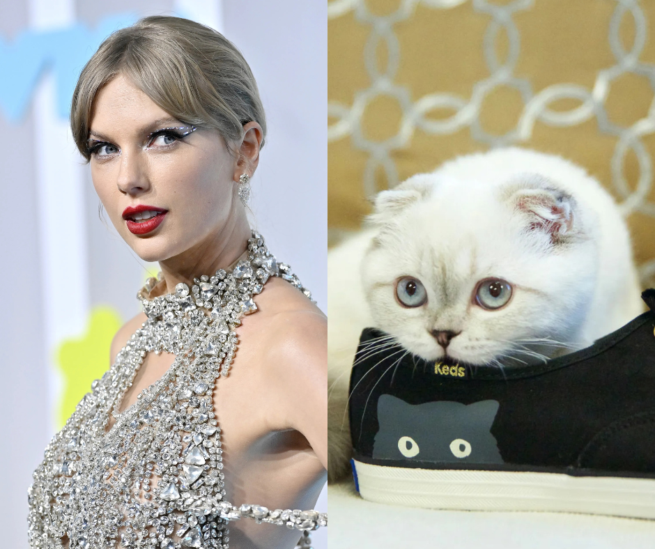 Taylor Swift s Cat Is Crowned World s Third Richest Pet With A Total 