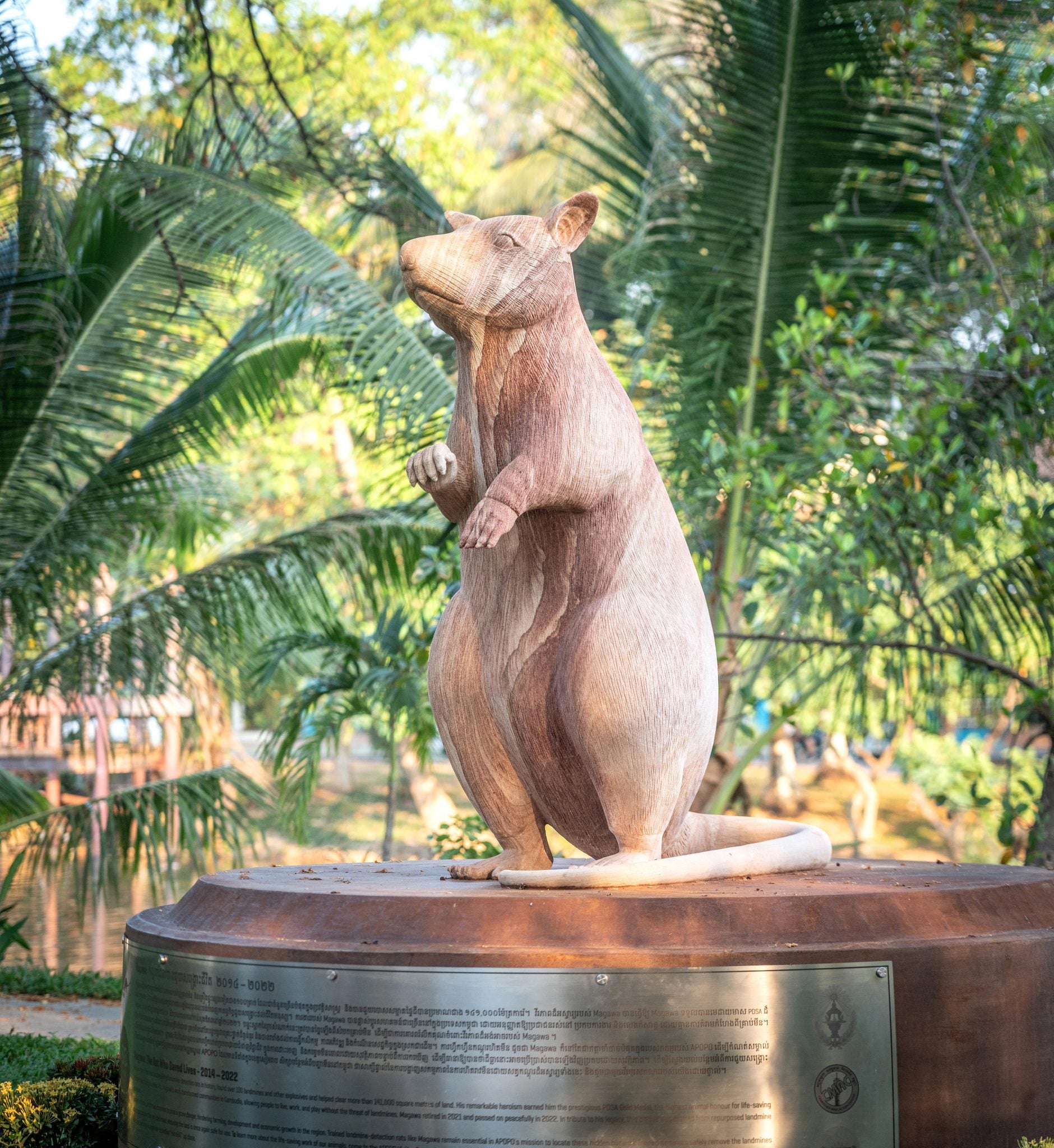 Heroic Landmine Detection Rat Honoured With Statue In Cambodia
