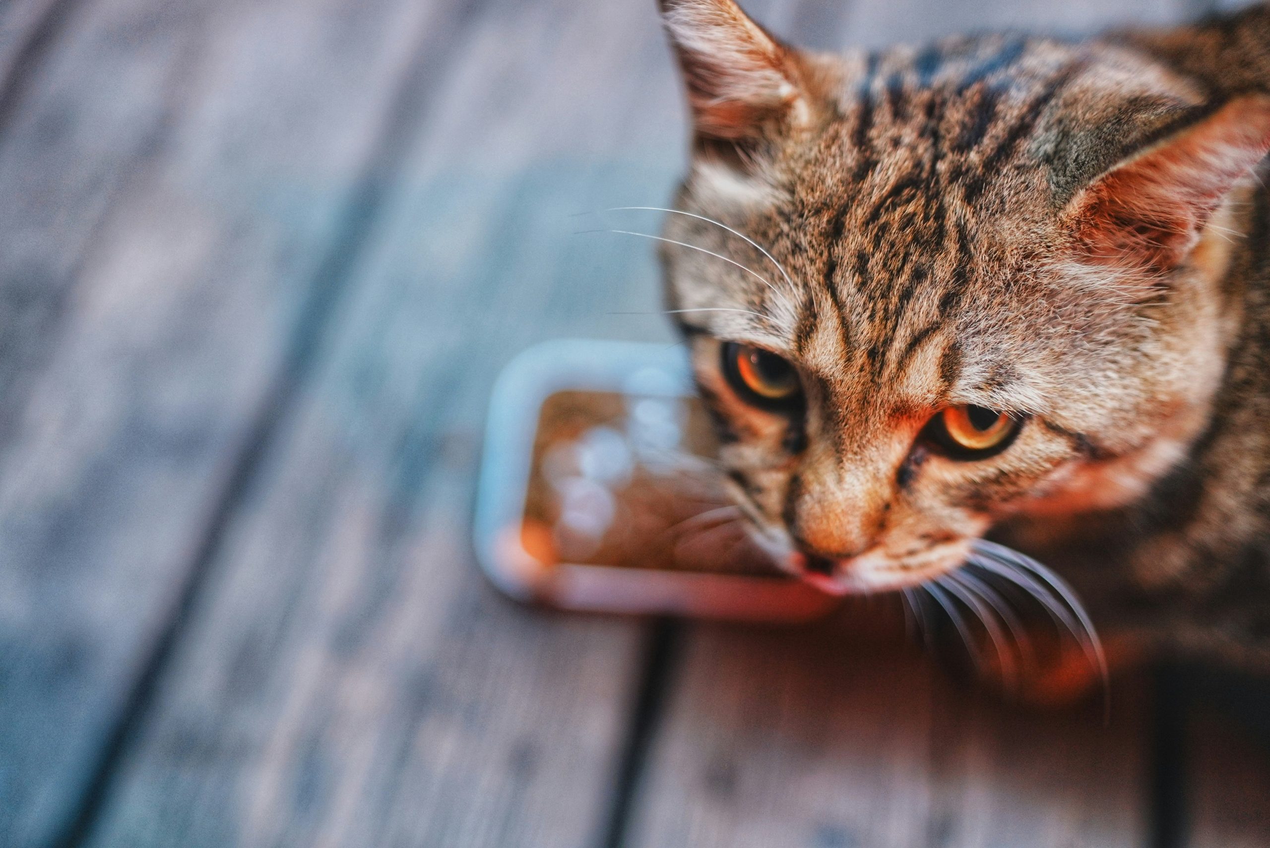 Japanese Researchers Discover Why Cats Stop Eating Mid-Meal